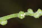 Winged pigweed